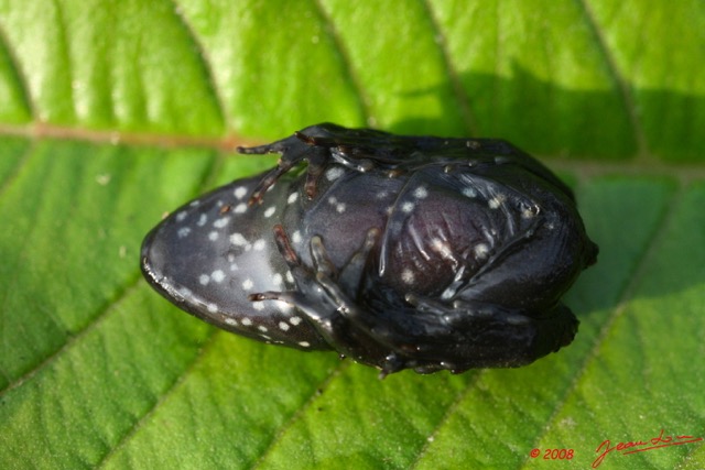 022 Parc Plateaux Bateke Grenouille 8EIMG_22316WTMK.jpg