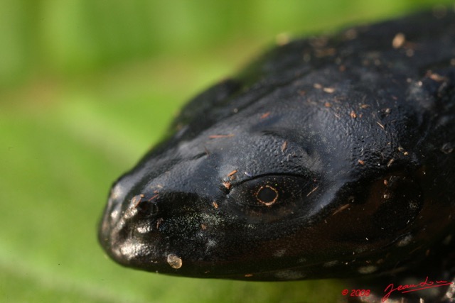 023 Parc Plateaux Bateke Grenouille 8EIMG_22337WTMK.jpg