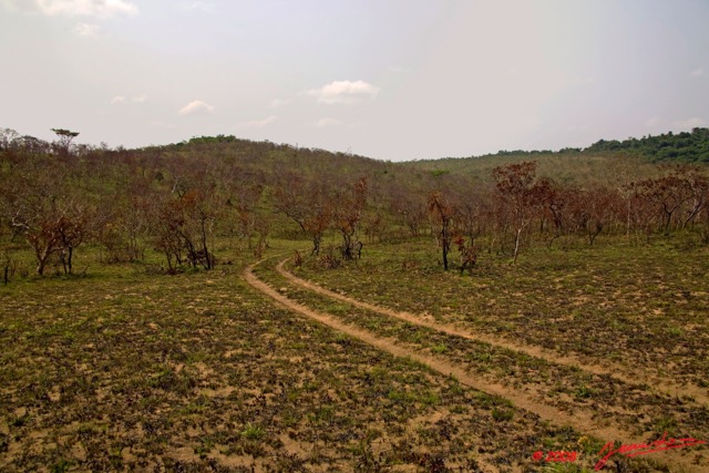 034 Parc Plateaux Bateke Savane Brulee et Piste 8EIMG_22262wtmk.jpg