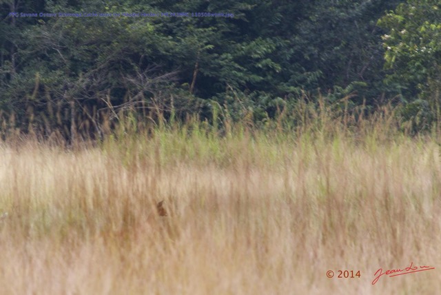 008 PPG Savane Ossere Sitatunga Cache dans les Hautes Herbes 14E5K3IMG_110508wtmk.jpg