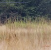 008 PPG Savane Ossere Sitatunga Cache dans les Hautes Herbes 14E5K3IMG_110508wtmk.jpg