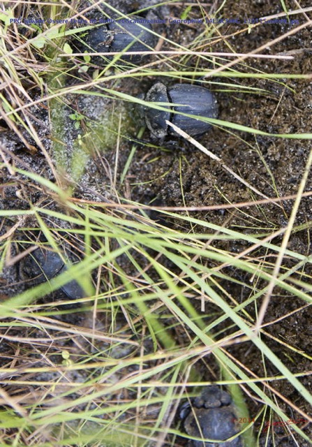 013 PPG Savane Ossere Feces de Buffle et Scarabaeidae Coprophile 14E5K3IMG_110515awtmk.jpg