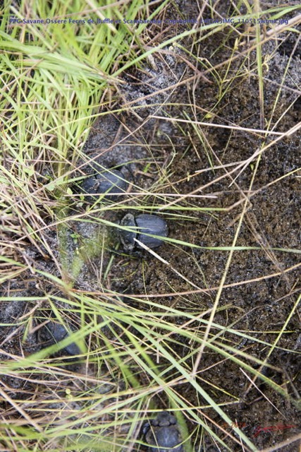 014 PPG Savane Ossere Feces de Buffle et Scarabaeidae Coprophile 14E5K3IMG_110515wtmk.jpg