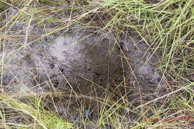 015 PPG Savane Ossere Feces de Buffle et Scarabaeidae Coprophile 14E5K3IMG_110516wtmk.jpg