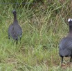 050 PPG Canyon Oudiki Piste et Oiseau Pintade de Numidie Numida meleagris en Colonie 14E5K3IMG_110678awtmk.jpg