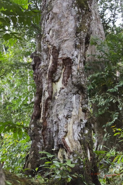 034 LOANGO 2 Akaka Riviere Rembo Eshira Foret Inondee Arbre et Tronc Abime par Elephants 15E5K3IMG_107637wtmk.jpg