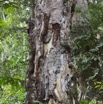 034 LOANGO 2 Akaka Riviere Rembo Eshira Foret Inondee Arbre et Tronc Abime par Elephants 15E5K3IMG_107637wtmk.jpg