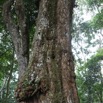 037 Loango Foret Inondee Arbre Pano 4awtmk.jpg