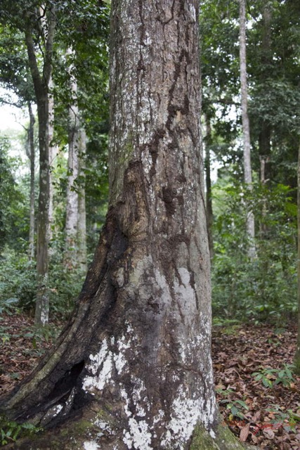 059 LOANGO 2 Akaka Riviere Rembo Eshira Foret Inondee Arbre Tronc Abime par Elephants 15E5K3IMG_107656wtmk.jpg