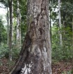059 LOANGO 2 Akaka Riviere Rembo Eshira Foret Inondee Arbre Tronc Abime par Elephants 15E5K3IMG_107656wtmk.jpg