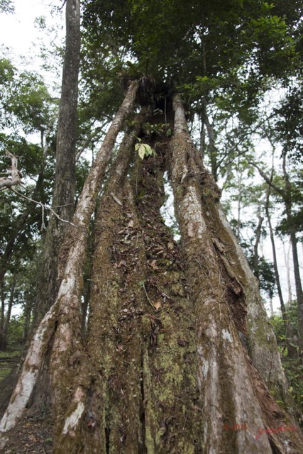 061 LOANGO 2 Akaka Riviere Rembo Eshira Foret Inondee Arbre Tronc 15E5K3IMG_107728wtmk.jpg