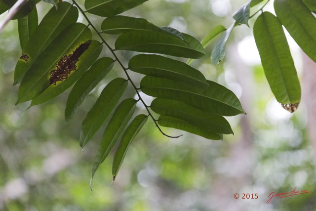 071 LOANGO 2 Akaka Riviere Rembo Eshira Foret Inondee Arbre Feuilles 15E5K3IMG_107671wtmk.jpg