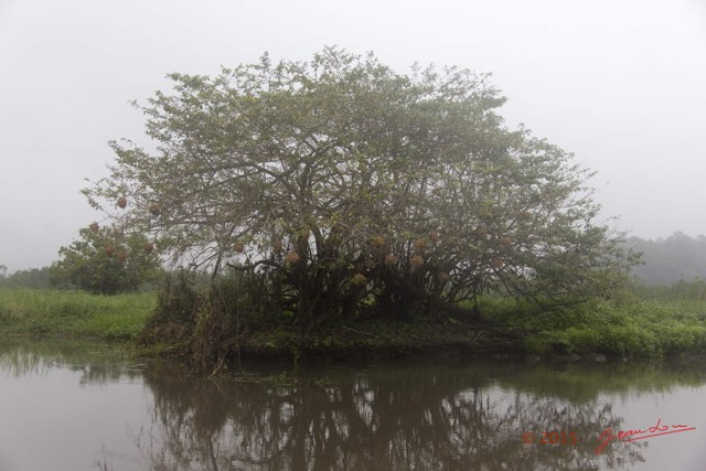 005 LOANGO 2 Akaka Riviere Rembo Ngove Sud le Matin Brume Arbre et Nids 15E5K3IMG_107112wtmk.jpg