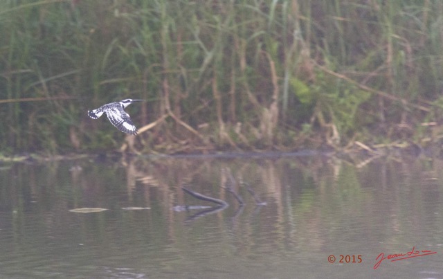 006 LOANGO 2 Akaka Riviere Rembo Ngove Sud le Matin Oiseau Aves Alcyon Pie Ceryle rudis en Vol 15E5K3IMG_107120wtmk.jpg