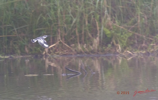 006 LOANGO 2 Akaka Riviere Rembo Ngove Sud le Matin Oiseau Aves Alcyon Pie Ceryle rudis en Vol 15E5K3IMG_107120wtmk.jpg