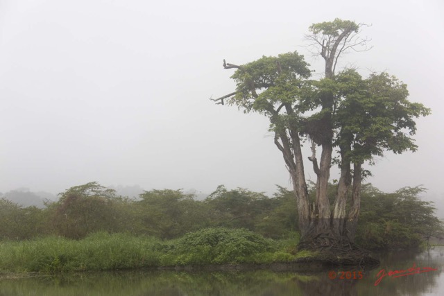 008 LOANGO 2 Akaka Riviere Rembo Ngove Sud le Matin Brume Berge et Arbres 15E5K3IMG_107128wtmk.jpg