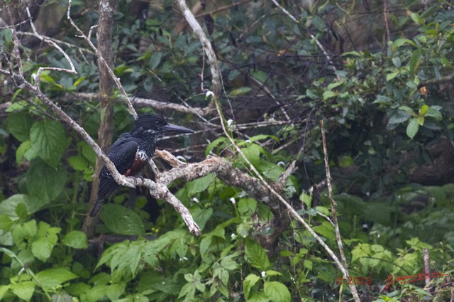 011 LOANGO 2 Akaka Riviere Rembo Ngove Sud Oiseau Aves Martin-Pecheur Geant Megaceryle maxima 15E5K3IMG_107144wtmk.jpg