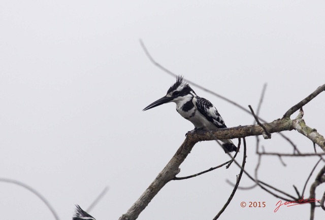 012 LOANGO 2 Akaka Riviere Rembo Ngove Sud Oiseau Aves Alcyon Pie Ceryle rudis 15E5K3IMG_107145wtmk.jpg