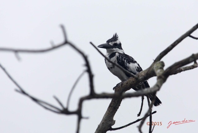 013 LOANGO 2 Akaka Riviere Rembo Ngove Sud Oiseau Aves Alcyon Pie Ceryle rudis 15E5K3IMG_107149wtmk.jpg