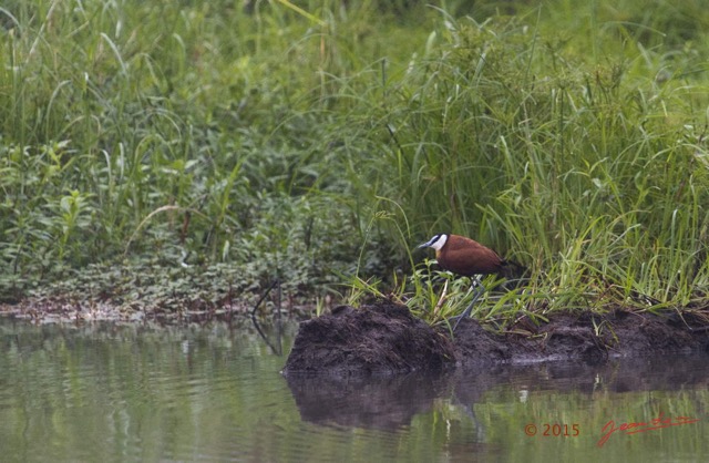 014 LOANGO 2 Akaka Riviere Rembo Ngove Sud Oiseau Aves Jacana a Poitrine Doree Actophilornis africana 15E5K3IMG_107154wtmk.jpg