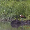 014 LOANGO 2 Akaka Riviere Rembo Ngove Sud Oiseau Aves Jacana a Poitrine Doree Actophilornis africana 15E5K3IMG_107154wtmk.jpg