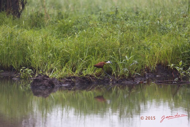 015 LOANGO 2 Akaka Riviere Rembo Ngove Sud Oiseau Aves Jacana a Poitrine Doree Actophilornis africana 15E5K3IMG_107158wtmk.jpg