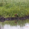 015 LOANGO 2 Akaka Riviere Rembo Ngove Sud Oiseau Aves Jacana a Poitrine Doree Actophilornis africana 15E5K3IMG_107158wtmk.jpg