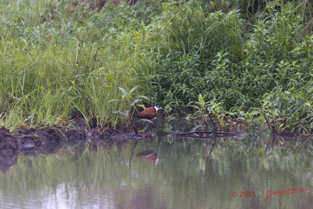 016 LOANGO 2 Akaka Riviere Rembo Ngove Sud Oiseau Aves Jacana a Poitrine Doree Actophilornis africana 15E5K3IMG_107161wtmk.jpg