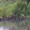 016 LOANGO 2 Akaka Riviere Rembo Ngove Sud Oiseau Aves Jacana a Poitrine Doree Actophilornis africana 15E5K3IMG_107161wtmk.jpg