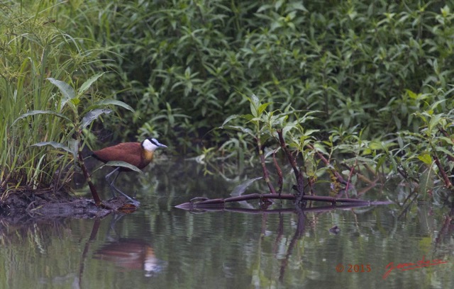 017 LOANGO 2 Akaka Riviere Rembo Ngove Sud Oiseau Aves Jacana a Poitrine Doree Actophilornis africana 15E5K3IMG_107162wtmk.jpg