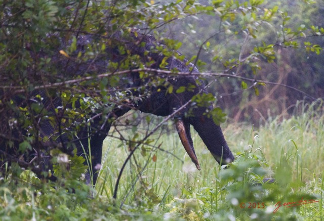 024 LOANGO 2 Akaka Riviere Rembo Ngove Sud Mammalia Proboscidea Elephant Loxodonta africana cyclotis 15E5K3IMG_107186wtmk.jpg