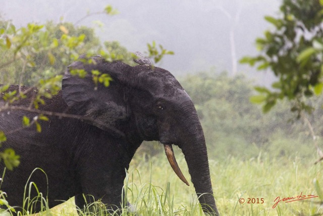 025 LOANGO 2 Akaka Riviere Rembo Ngove Sud Mammalia Proboscidea Elephant Loxodonta africana cyclotis 15E5K3IMG_107189wtmk.jpg