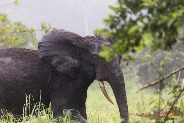 026 LOANGO 2 Akaka Riviere Rembo Ngove Sud Mammalia Proboscidea Elephant Loxodonta africana cyclotis 15E5K3IMG_107190wtmk.jpg