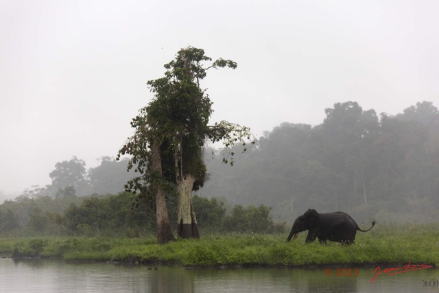 032 LOANGO 2 Akaka Riviere Rembo Ngove Sud Mammalia Proboscidea Elephant Loxodonta africana cyclotis 15E5K3IMG_107208wtmk.jpg