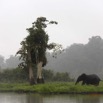 032 LOANGO 2 Akaka Riviere Rembo Ngove Sud Mammalia Proboscidea Elephant Loxodonta africana cyclotis 15E5K3IMG_107208wtmk.jpg