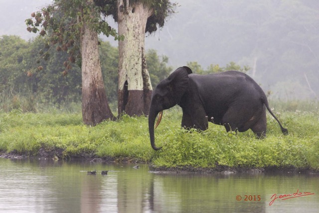 033 LOANGO 2 Akaka Riviere Rembo Ngove Sud Mammalia Proboscidea Elephant Loxodonta africana cyclotis 15E5K3IMG_107212wtmk.jpg