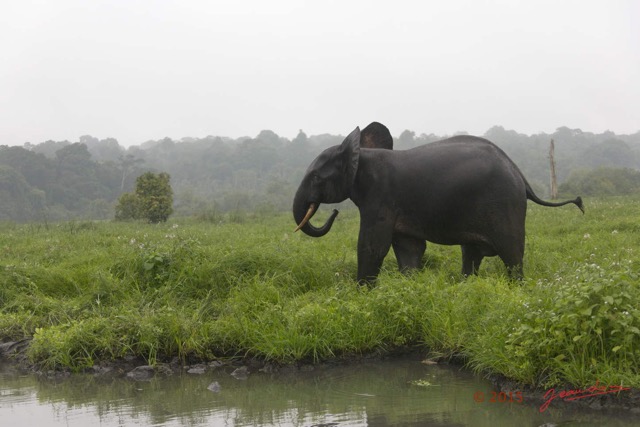 039 LOANGO 2 Akaka Riviere Rembo Ngove Sud Mammalia Proboscidea Elephant Loxodonta africana cyclotis 15E5K3IMG_107227wtmk.jpg