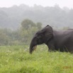 041 LOANGO 2 Akaka Riviere Rembo Ngove Sud Mammalia Proboscidea Elephant Loxodonta africana cyclotis 15E5K3IMG_107238wtmk.jpg