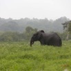 042 LOANGO 2 Akaka Riviere Rembo Ngove Sud Mammalia Proboscidea Elephant Loxodonta africana cyclotis 15E5K3IMG_107240wtmk.jpg