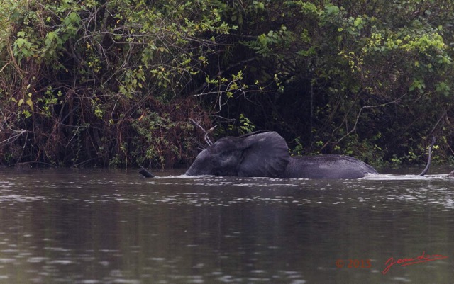 044 LOANGO 2 Akaka Riviere Rembo Ngove Sud Elephant Nageant 15E5K3IMG_107247wtmk.jpg