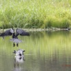048 LOANGO 2 Akaka Riviere Rembo Ngove Sud Oiseau Aves Anhinga Afrique Anhinga rufa en Vol 15E5K3IMG_107268wtmk.jpg