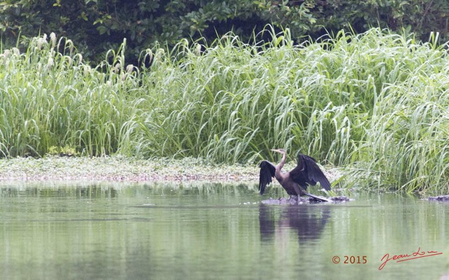 050 LOANGO 2 Akaka Riviere Rembo Ngove Sud Oiseau Aves Anhinga Afrique Anhinga rufa 15E5K3IMG_107272wtmk.jpg