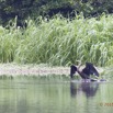 050 LOANGO 2 Akaka Riviere Rembo Ngove Sud Oiseau Aves Anhinga Afrique Anhinga rufa 15E5K3IMG_107272wtmk.jpg