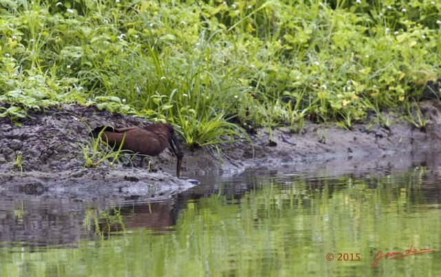 053 LOANGO 2 Akaka Riviere Rembo Ngove Sud Ombrette Africaine Devorant un Poisson 15E5K3IMG_107282wtmk.jpg