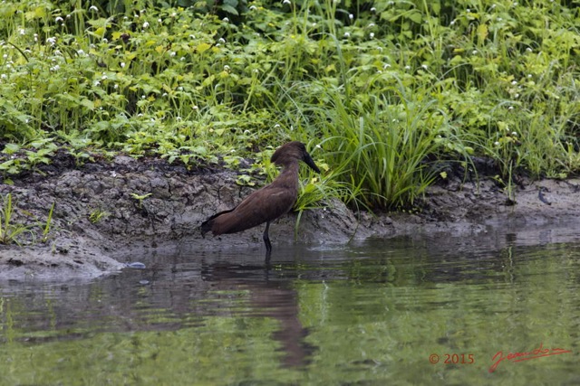 058 LOANGO 2 Akaka Riviere Rembo Ngove Sud Oiseau Aves Ombrette Africaine Scopus umbretta 15E5K3IMG_107296wtmk.jpg