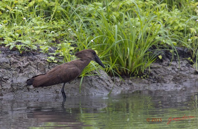 059 LOANGO 2 Akaka Riviere Rembo Ngove Sud Oiseau Aves Ombrette Africaine Scopus umbretta 15E5K3IMG_107297wtmk.jpg