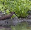 059 LOANGO 2 Akaka Riviere Rembo Ngove Sud Oiseau Aves Ombrette Africaine Scopus umbretta 15E5K3IMG_107297wtmk.jpg