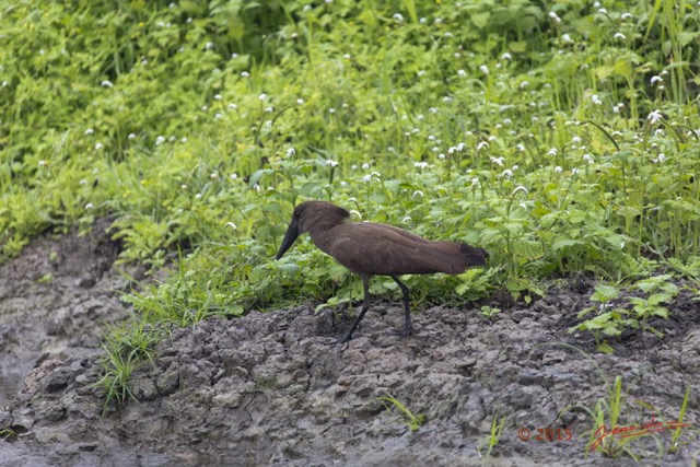 060 LOANGO 2 Akaka Riviere Rembo Ngove Sud Oiseau Aves Ombrette Africaine Scopus umbretta 15E5K3IMG_107302wtmk.jpg