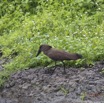 060 LOANGO 2 Akaka Riviere Rembo Ngove Sud Oiseau Aves Ombrette Africaine Scopus umbretta 15E5K3IMG_107302wtmk.jpg