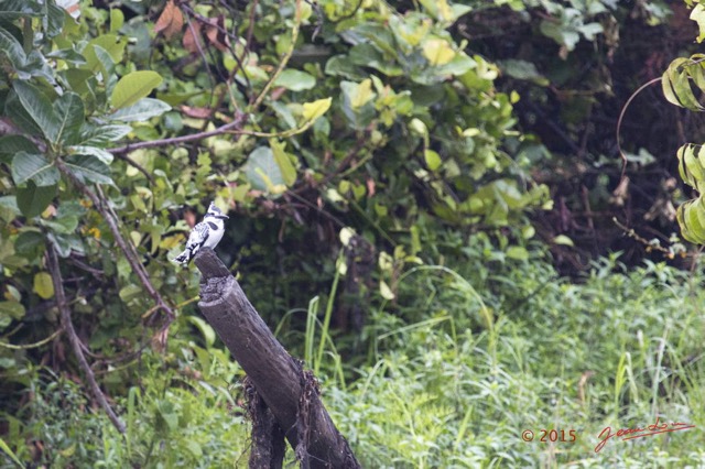 062 LOANGO 2 Akaka Riviere Rembo Ngove Sud Oiseau Aves Alcyon Pie Ceryle rudis 15E5K3IMG_107309wtmk.jpg